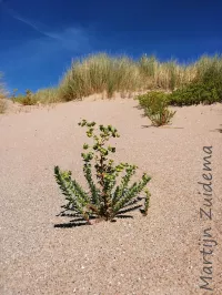 Wolfsmelkfamilie [Euphorbiaceae]